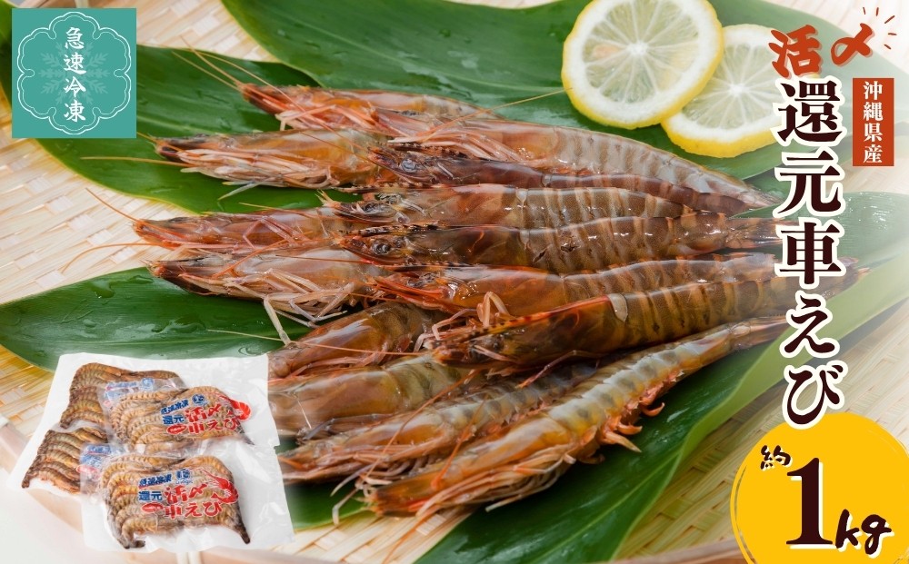 
            活〆還元車えび（急速冷凍・1kg） えび エビ 車海老 車エビ  海産物 海鮮 冷凍 養殖 活き締め 急速冷凍 沖縄県産 沖縄 うるま市
          