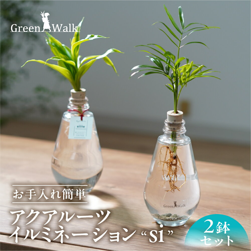 【ふるさと納税】アクアルーツイルミネーション 2鉢セット インテリア 緑 グリーン 植物 簡単 初心者 かわいい 自然 おしゃれ 送料無料 Green Walk グリーンウォーク 愛知県 豊橋市