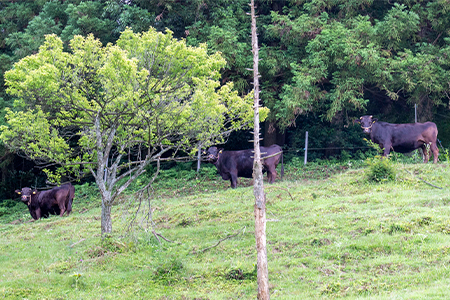 【2024年4月下旬発送開始】キメが細かく味の濃い京村牧場のモモすき焼き用500g【配送不可地域：離島】【1234530】