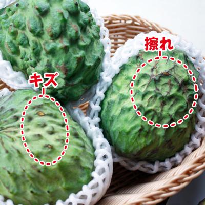 ふるさと納税 垂水市 【家庭用】垂水産温泉アテモヤ 3kg 森のアイスクリーム 訳あり【財宝】(垂水市) |  | 01