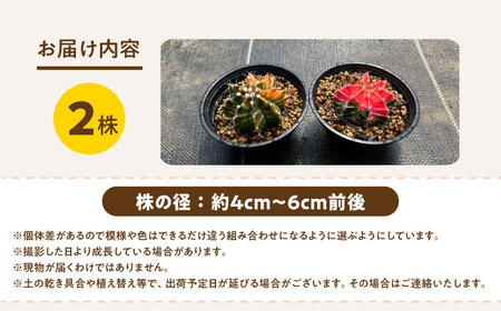 ギムノカリキウム ミハノビッチ 2株 Gymnocalycium mihanovichii 長与町/アグリューム[EAI277]