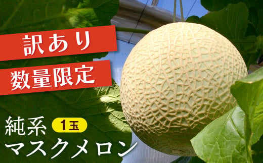 【訳あり】純系マスクメロン１玉【６～７月発送分】