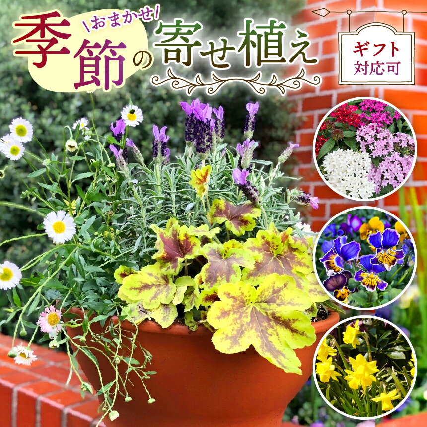 【ふるさと納税】季節 の 寄せ植え ( 内容 おまかせ ) | お花 flower フラワー 花 はな ガーデニング 外用 庭 植物 高品質 一年草 球根 宿根草 お任せ お楽しみ ギフト 誕生日 プレゼント贈り物 鉢 マークスガーデンアート イギリス 英国流 フラワーポット 調布 東京都