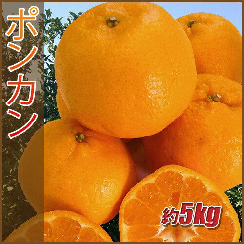 【ふるさと納税】訳あり ポンカン 5kg ご家庭用 みかん 人気 数量限定 先行予約 柑橘 伊予市 【2026年1月中旬以降順次発送】｜B147