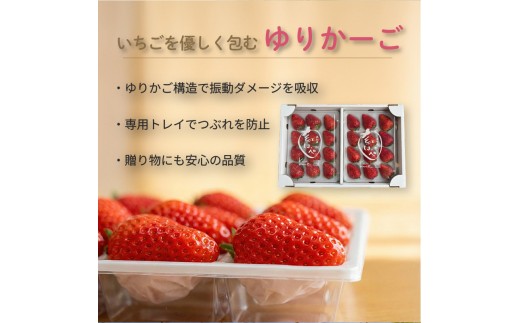 先行予約 いちご 苺 おいCベリー 贈答品 4パック：36～54粒 （2027年1月発送開始） | 紅ほっぺ 希少 新品種さちのか 高級 厳選 こだわり 贅沢 贈り物 ギフト プレゼント 限定 お取り