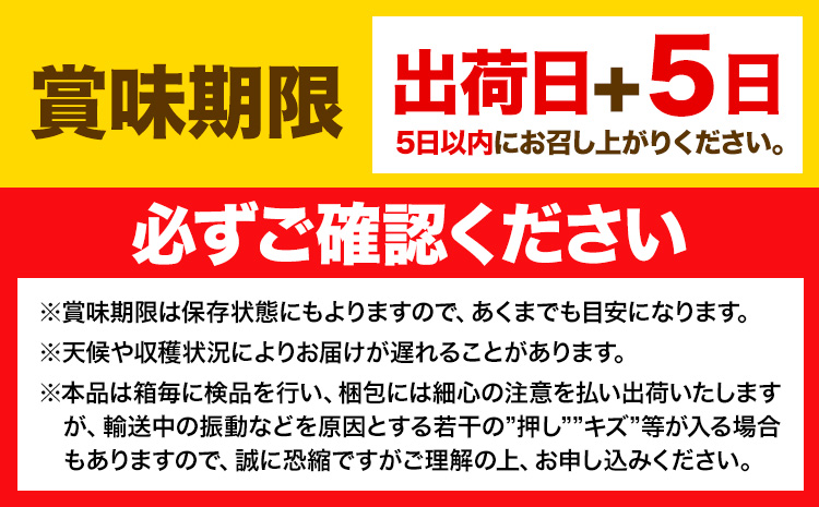 2ヶ月 定期便 シャインマスカット 晴王 約550g 《9月上旬-10月末頃出荷(土日祝除く)》【配送不可地域あり】（北海道・沖縄・離島）---124_c977tei_9j10m_24_40500_s