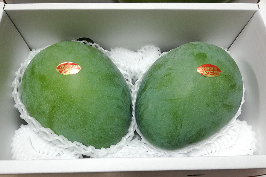 【2024年発送】濃厚な大人の味 沖縄県「キーツマンゴー」1.5kg