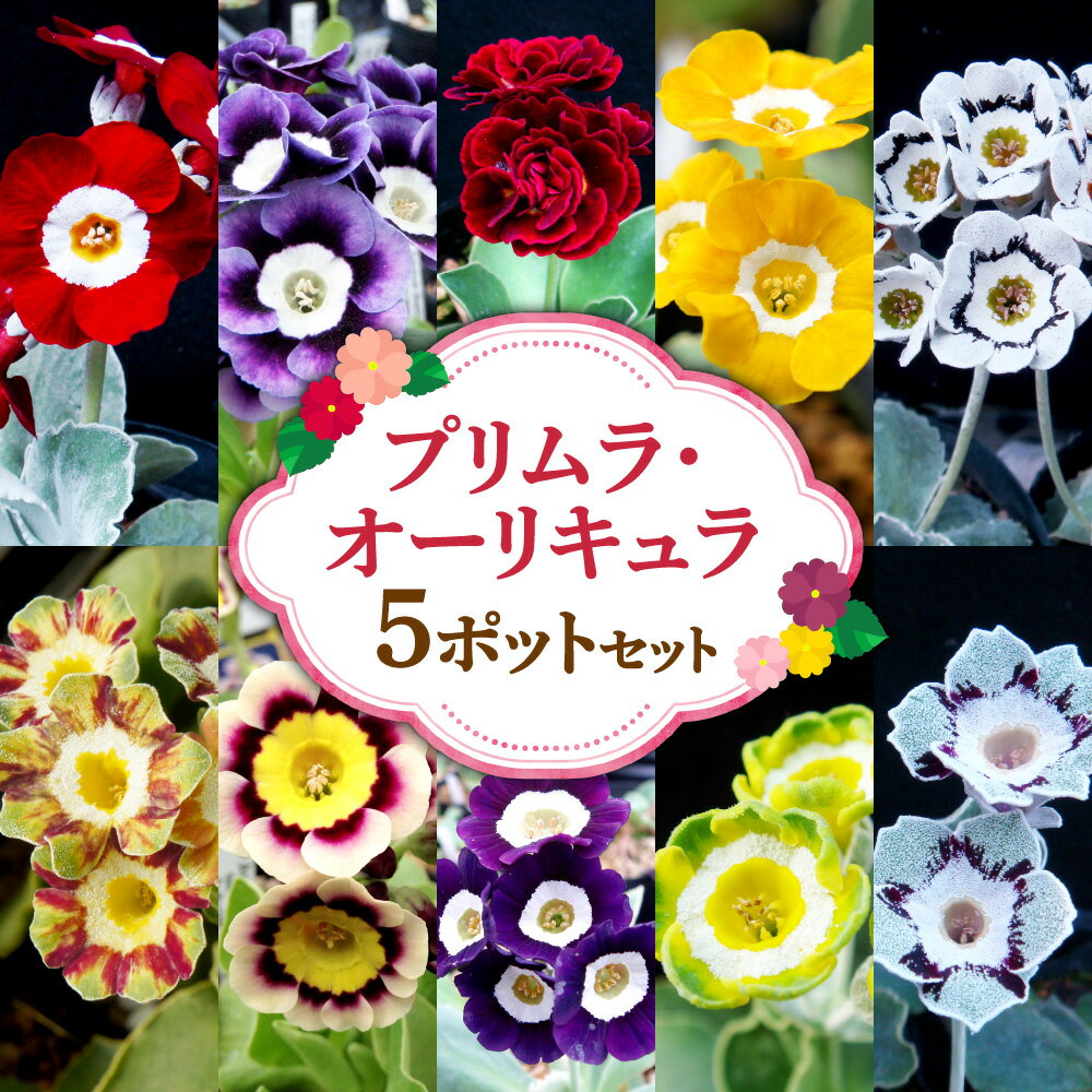 【ふるさと納税】 ポットセット プリムラ・オーリキュラ 5ポット セット 花 苗 植物 イギリス直輸入 草花 園芸 栽培 イングリッシュガーデン 花壇 庭植え ガーデニング 英国庭園風 北海道 札幌市