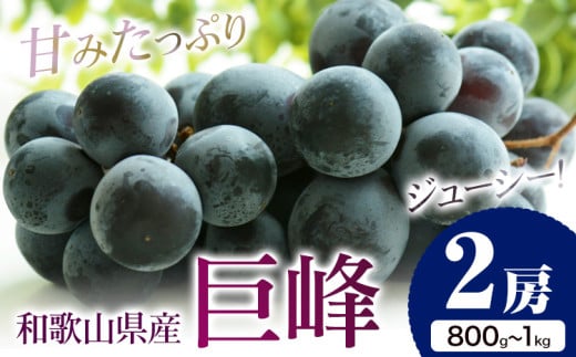 【先行予約】巨峰 2房（約800g～1kg） 魚鶴商店 《2025年8月中旬-9月末頃出荷》 和歌山県 日高町 フルーツ ぶどう 巨峰 2kg 和歌山県産 送料無料