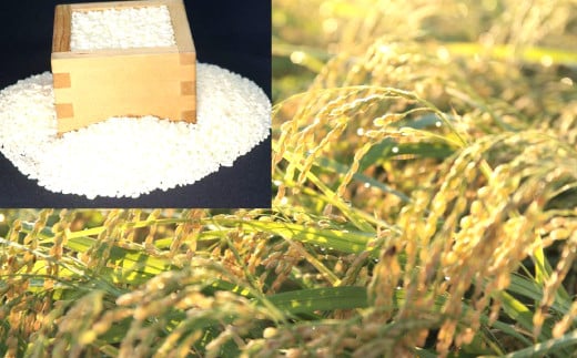 【先行予約】きぬむすめ 20kg【米 20kg 先行予約 2025年産 令和7年産 白米 ごはん お米 20キロ】