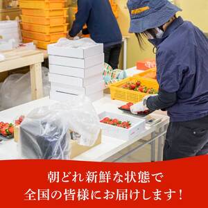 【予約】希少苺 べにたま 560g 埼玉県 苺 いちご