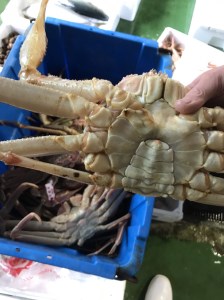 松葉ガニ 訳あり足１本なし生松葉ガニ（並500g）かに カニ 蟹 生 新鮮 かに カニ 蟹 松葉ガニ 松葉がに かに カニ 蟹 生【魚倉】