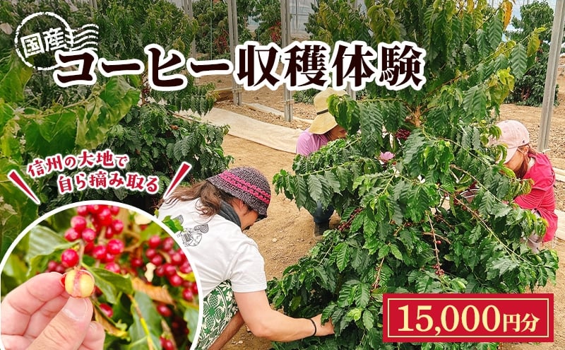 
                  信州の大地で、自ら摘み取る「国産コーヒー収穫体験3名様分」15,000円分 コーヒーチェリー 収穫 試飲 体験 信州 [№5312-1534]
                