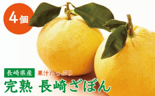 【数量限定】完熟 長崎ざぼん 4個 / 柑橘 果物  フルーツ みかん 朱欒 ザボン ミカン 蜜柑 かんきつ【長崎ぶんたんの会】 [OAF003]