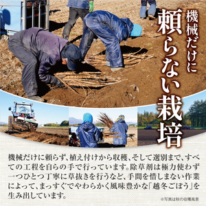 北海道十勝清水町産 秋堀りごぼう 10kg【2026年秋発送予定】牛蒡 ゴボウ