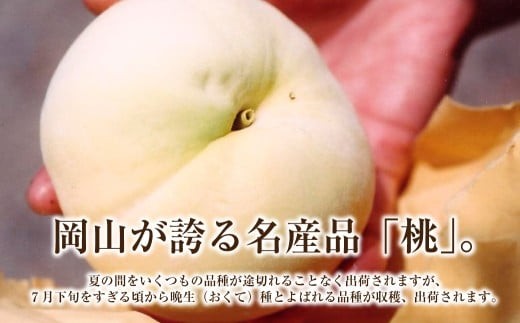 《ご家庭用》 白桃 （晩生種）  5～6玉 （合計約1.5kg）