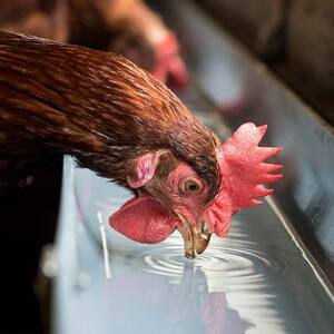 福島ブランド鶏 川俣シャモ 地鶏スープの素 2つセット  FAF-0120