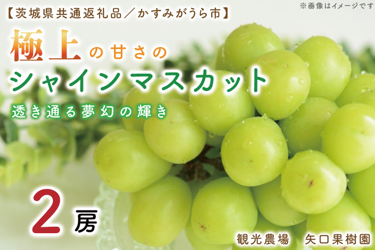 
            【9月より順次発送】【数量限定】透き通る夢幻の輝き。極上の甘さのシャインマスカット！2房【茨城県共通返礼品／かすみがうら市】【茨城県 水戸市 果物 くだもの フルーツ ブドウ ぶどう 葡萄 マスカット シャインマスカット 期間限定】（FW-4）
          