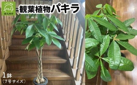 066-17 観葉植物 パキラ1鉢