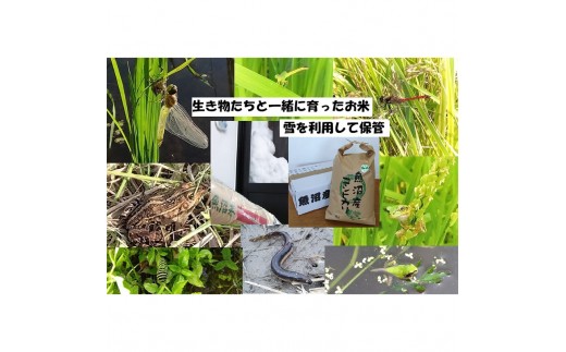 
                  【令和8年産 先行予約】 精米 10kg 魚沼産コシヒカリ こしひかり 農薬化学肥料栽培期間中不使用・生態系保全・再生可能エネルギー・エコファーマー・生産工程管理
                