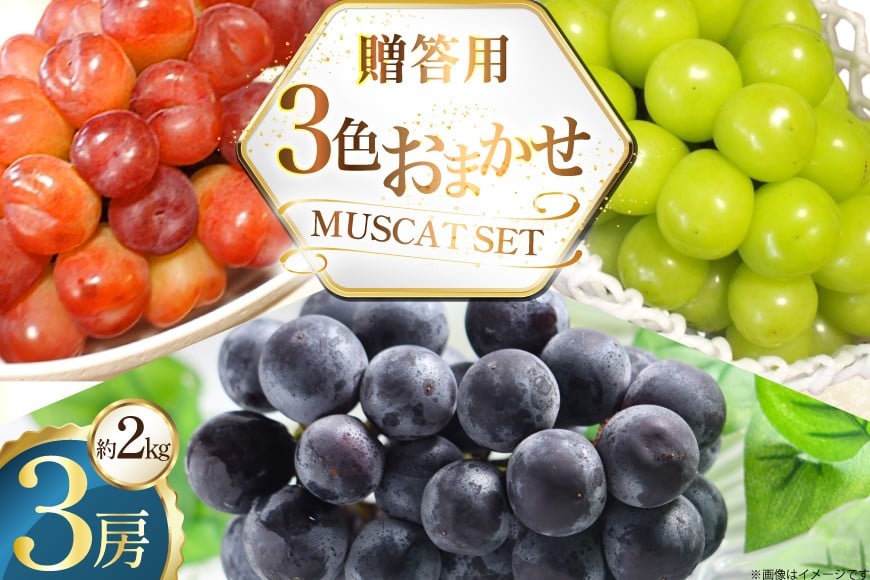 
            贈答用 ぶどう 3色 おまかせ 約2kg 3房 [ごとう農園 山形県 高畠町 tk06bcz270002] フルーツ 果物 くだもの ブドウ 葡萄 2キロ 贈答 甘い 果実 デザート 農家直送 産地直送 数量限定 期間限定 マイハート ピオーネ ゴルビー シャインマスカット
          