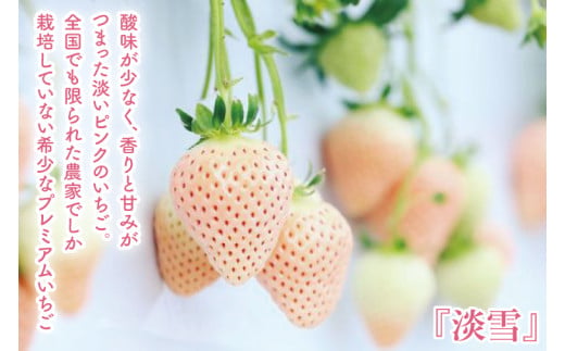 【12月中旬より順次発送】【数量限定】茨城県オリジナル品種『いばらキッス』と希少なプレミアム白イチゴ『淡雪』紅白化粧箱一箱（12粒～18粒）【いちご 苺 フルーツ 果物 くだもの 水戸市 茨城県】（D