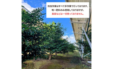 榊 定期便12回 浜松出世榊 本榊 純国産 1対 榊