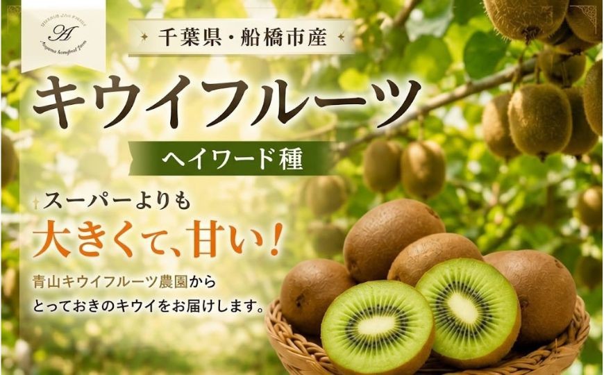 
                  キウイフルーツ ヘイワード 中サイズ 5玉 約700g 追熟処理済み 化粧袋付き 11月 12月 上旬 下旬 1月 発送分
                