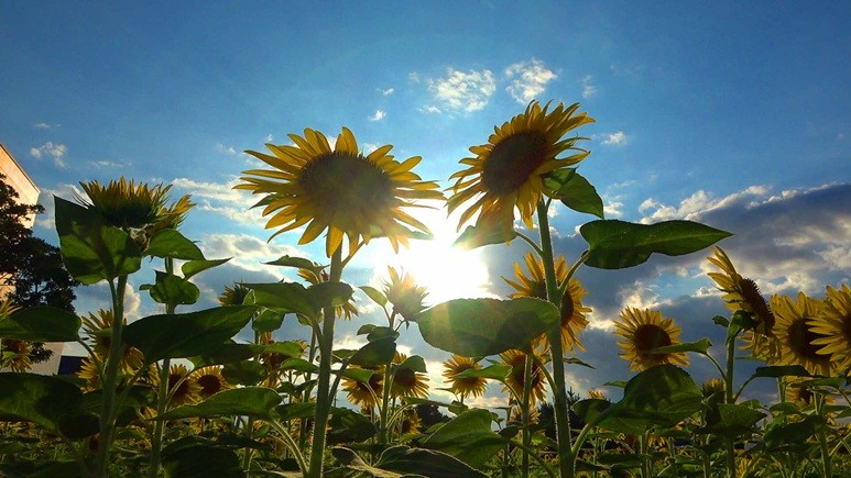
                  き25-007 【鳥取ゾンタクラブ】届け平和への想い！琴浦ひまわり畑（思いやり型返礼品）
                