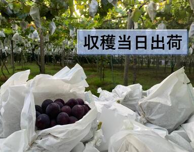 【農家直送（収穫日に発送）】種無し巨峰　◆約３ｋｇ（5～7房）