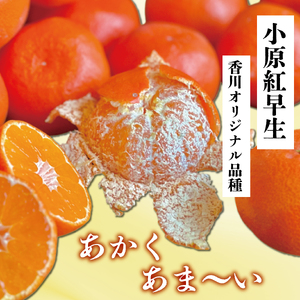 【2026年11月中旬～】【特秀品】みかん 小原紅早生 約3kg みかん