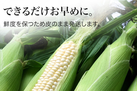 とうもろこし 北海道  先行予約 スイートコーン 白 12本 とうもろこし