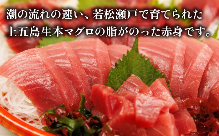 五島列島産 養殖 生本かみまぐろ 赤身 500g / まぐろ 鮪 刺身 ブロック