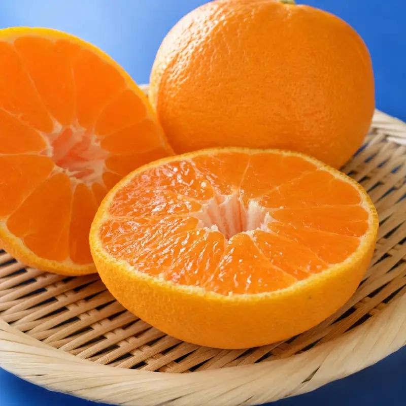 【大人気】和歌山有田の濃厚デコポン　15～24玉(約5kg)　※2027年1月下旬～3月下旬頃順次発送【ard005C】
