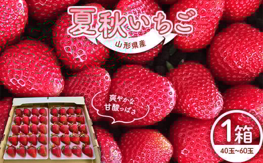 
山形県産 夏秋いちご サマーティアラまたはすずあかね 40玉～60玉 1 箱 （約600g） FSY-0784
