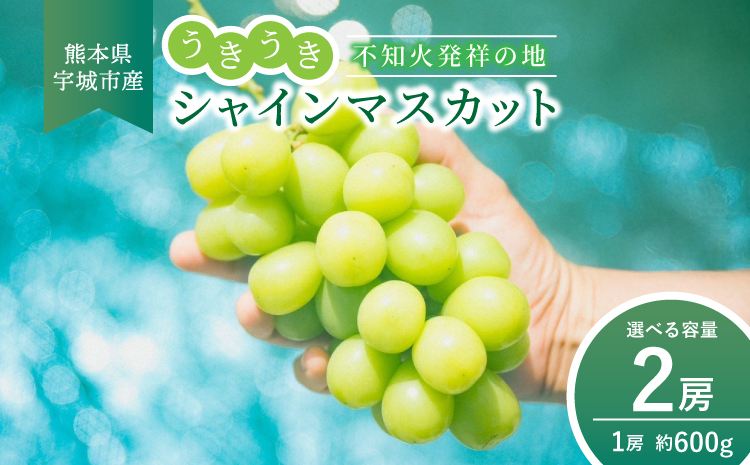 【先行予約】 シャインマスカット うきうき シャインマスカット 2房 約1kg 【2026年7月下旬-2026年9月下旬頃 順次発送予定】 ぶどう 果物 大粒 高級 ブドウ 葡萄 マスカット 宇城市産 熊本県産 九州産 国産 冷蔵 不知火発祥の地