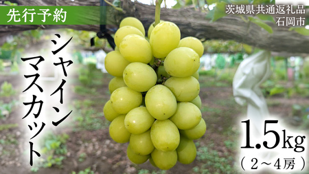 【2025年9月上旬発送開始】 シャインマスカット 1.5kg ( 2~4房 ) ( 茨城県共通返礼品 石岡市 ) 数量限定 フルーツ 果物 マスカット ぶどう 葡萄 ブドウ 旬 国産 産地直送 [FB004sa] 