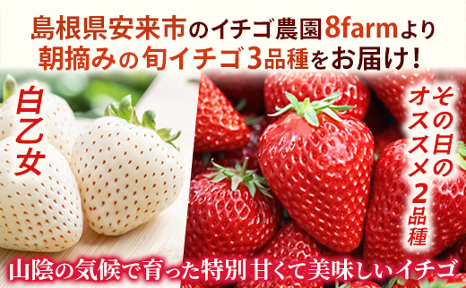 【先行予約】イチゴ「三品種詰合せ」２パック（白イチゴ入）【 約290g×2パック 白乙女 おまかせ 3品種 食べ比べ いちご 苺 ストロベリー 冷蔵 安来市産】【11-FA-15】 イチゴ「三品種詰合