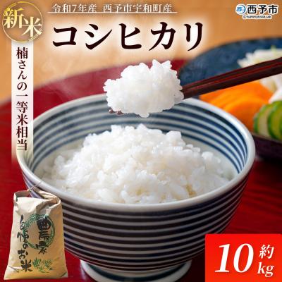 ふるさと納税 西予市 新米　令和7年産　西予市宇和町産　白米　精米　楠さんの一等米相当コシヒカリ10kg