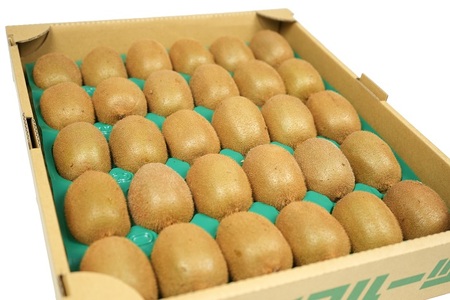 東伊豆・佐藤農園のキウイ　贈答用　約2.5kg（Mサイズ～3Lサイズ） 1333 ／ 佐藤農園 果物 フルーツ 農家直送 静岡県 東伊豆町