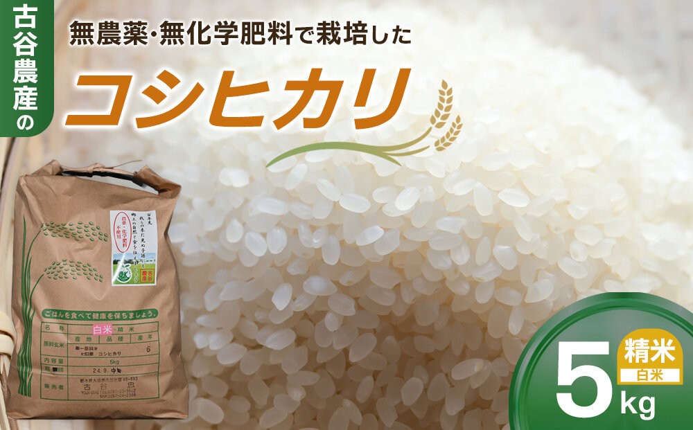 【令和8年産米 数量限定】古谷農産の無農薬・無化学肥料で栽培したコシヒカリ（精米5キロ） ｜米 コメ  白米 5kg コシヒカリ こしひかり 農家直送 産地直送 産直