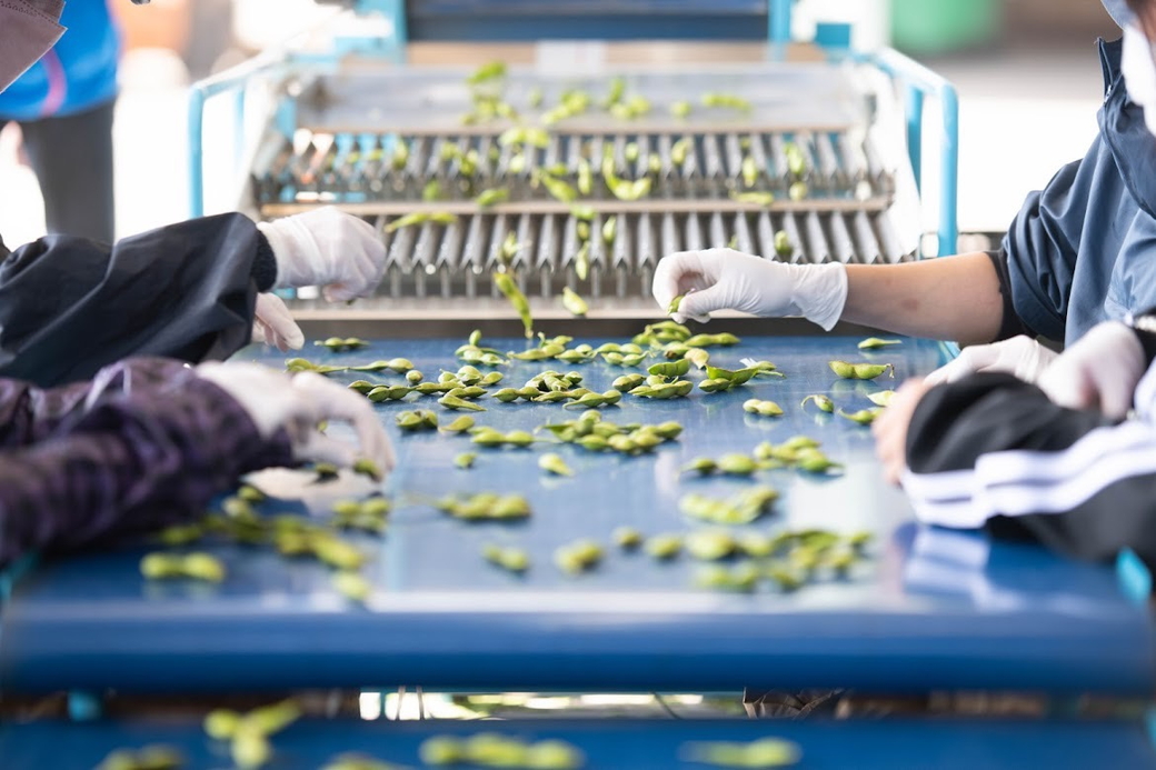 【早期予約受付中！/2026年10月中旬頃～発送】★本場★丹波ささやま黒枝豆1.5kg（500ｇ×3袋）【大満足！】家族と一緒に、自分へのご褒美　大切なあの人への贈り物☆栗のようなホクホクとした食感と