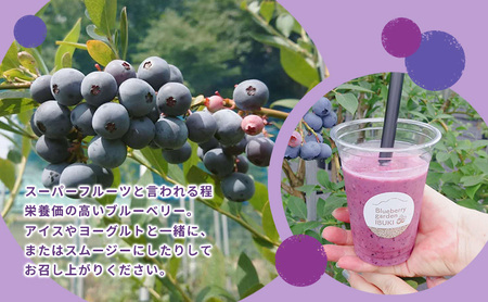 大粒ブルーベリーミックス（冷凍）1kg（500g×2パック）| ブルーベリー 果物 フルーツ 冷凍フルーツ ベリー類