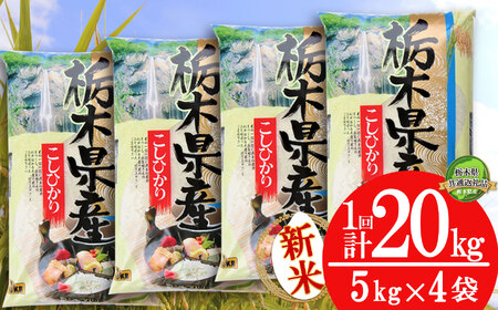 コシヒカリ20kg（5kg×4袋）【10月発送】【栃木県共通返礼品】 | 米 こめ コメ kome 白米 精米 お米 こしひかり ｺｼﾋｶﾘ 新米 栃木米 令和7年度米 令和7年度 2025年度米 2025年度 ブランド米 栃木県 特産品 送料無料 栃木県 下野市 しもつけ市