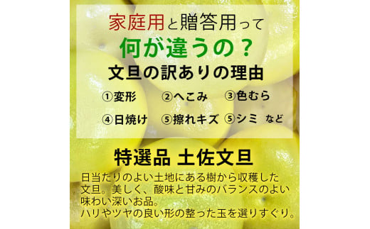 【先行予約】【果樹園直送】土佐文旦 特選品贈答用 約3kg 3L～4Lサイズ 5個入り 〈2027年2月中旬～3月下旬頃発送〉大玉 ぶんたん ブンタン フルーツ 柑橘 みかん 果物 くだもの 柑橘類 