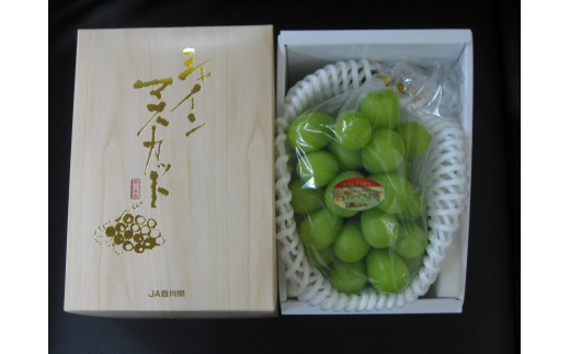 【7月下旬頃～発送】シャインマスカット 約550g (1房) 化粧箱入り