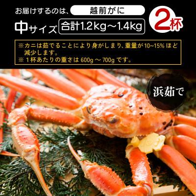 ふるさと納税 越前町 地元鮮魚店厳選 ≪浜茹で≫ 越前がに 中サイズ 2杯【2月発送分】 |  | 03