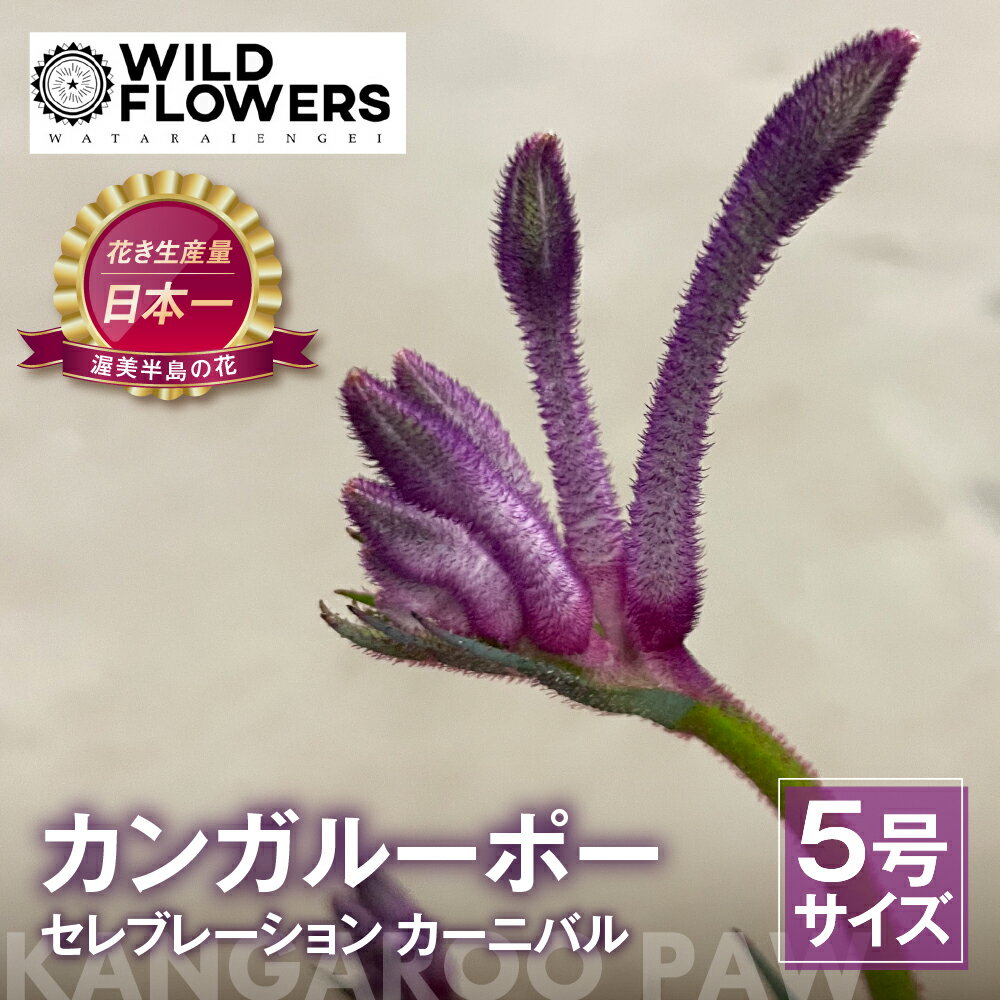 【ふるさと納税】《先行予約》カンガルーポー セレブレーション カーニバル 5号サイズ 1鉢 ワタライ園芸 カンガルーポー 観葉植物 花 鉢植え 鉢 温室 植物 グリーン ガーデニング 花 フラワー