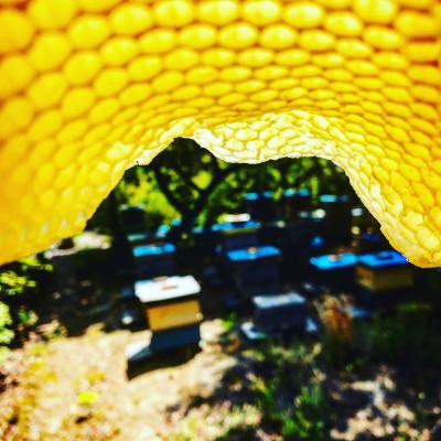ふるさと納税 上郡町 【抗生物質不使用】【非加熱】蜂助の季節のはちみつセット　240g×2本 |  | 02