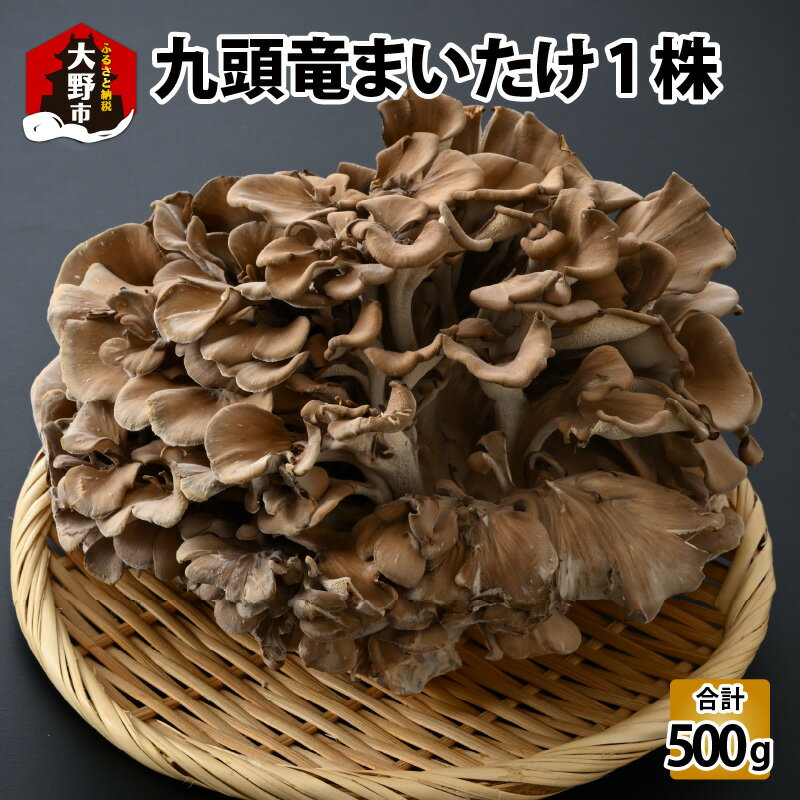 【ふるさと納税】九頭竜まいたけ 1株入り [A-038003]| まいたけ きのこ 舞茸 香り 最上級 歯ごたえ 天ぷら おすすめ 九頭竜 山菜 秋の味覚 ビタミンD βグルカン